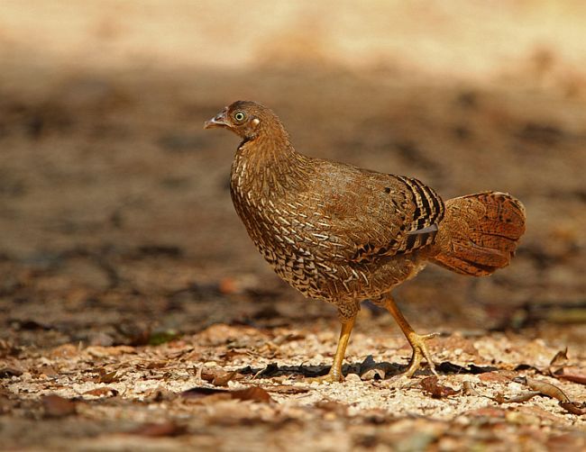 ceylon jungfowl - ceylon-G lafayettei