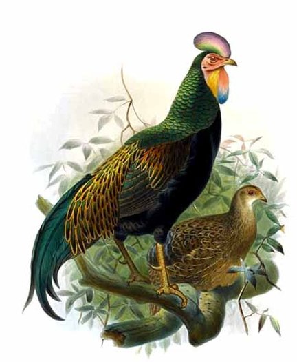 DANIEL GIRAUD ELLIOT-green junglefowl - green-G varius