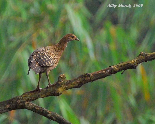 green_junglefowl