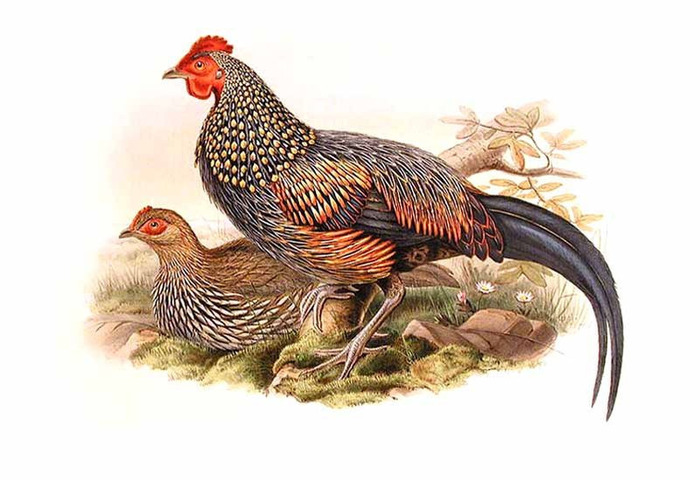 coq.de.sonnerat.J.GOULD