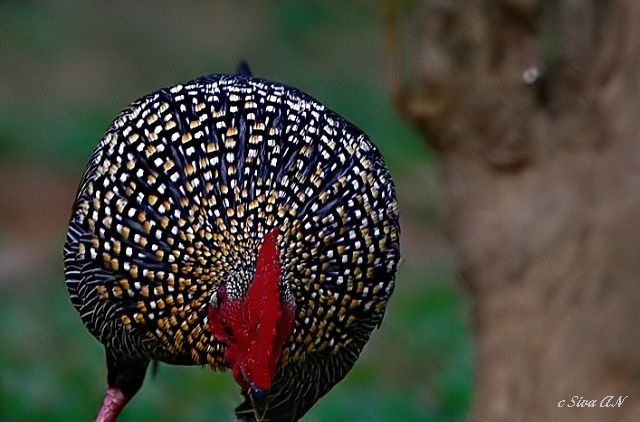 grey_junglefowl - grey-G sonnerati