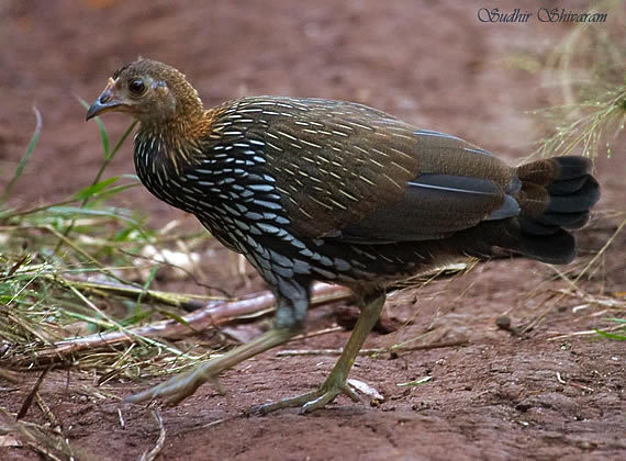 grey_jungle_fowl