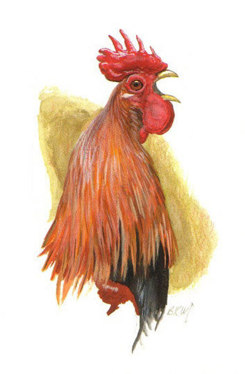 coq.bankiva.Gallus gallus-BARRY KENT MACKAY