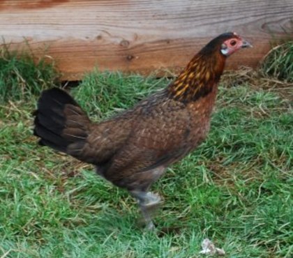 coq_rouge_de_cochinchine1 - red junglefowl-G gallus