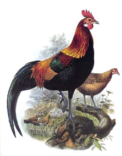 coq.bankiva.D.G.ELLIOT - red junglefowl-G gallus