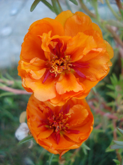 Portulaca grandiflora (2011, Aug.09) Portulaca grandiflora (2011, Aug.09)