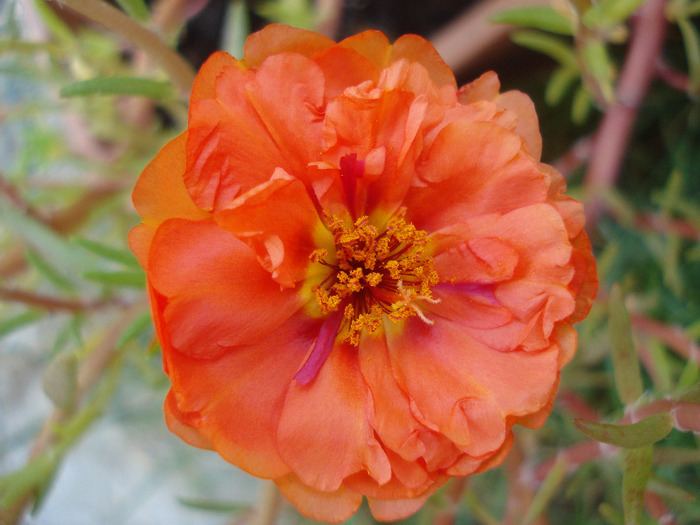 Portulaca grandiflora (2011, Aug.09) Portulaca grandiflora (2011, Aug.09)