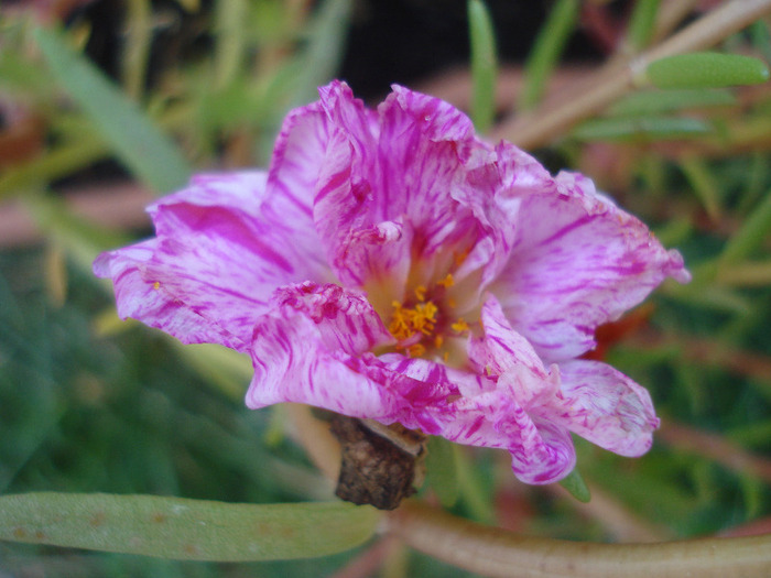 Portulaca grandiflora (2011, Aug.09) Portulaca grandiflora (2011, Aug.09)