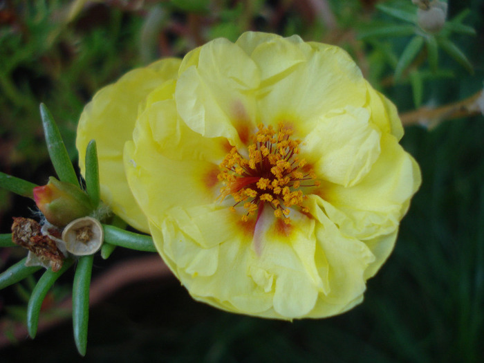 Portulaca grandiflora (2011, Aug.09) - PORTULACA Grandiflora