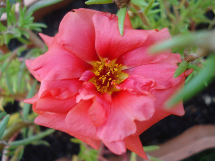 Portulaca grandiflora (2011, Aug.09) - PORTULACA Grandiflora