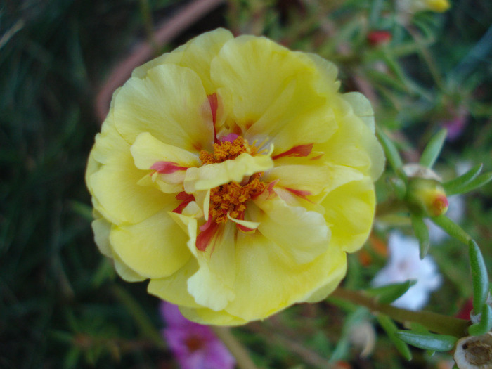 Portulaca grandiflora (2011, Aug.09) - PORTULACA Grandiflora