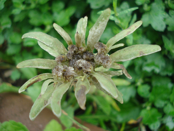 Leontopodium alpinum (2011, August 11)