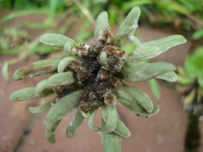 Leontopodium alpinum (2011, August 11)