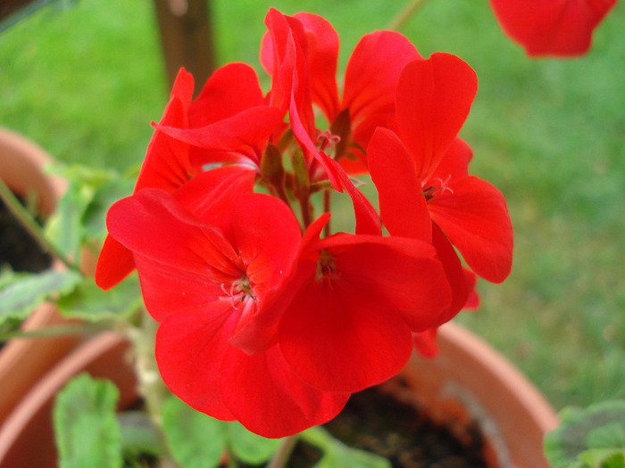 Geranium Upright Red (2011, Aug.11) - Geranium Upright Red