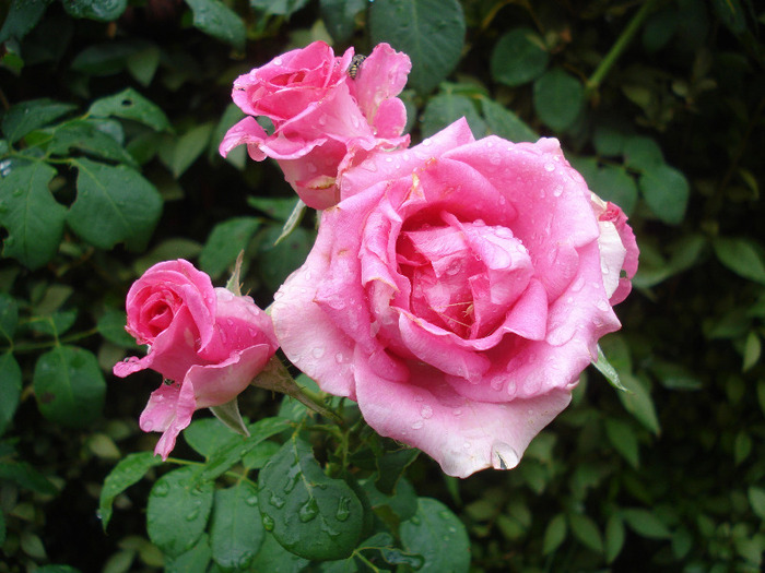 Rose Pink Peace (2011, August 11)