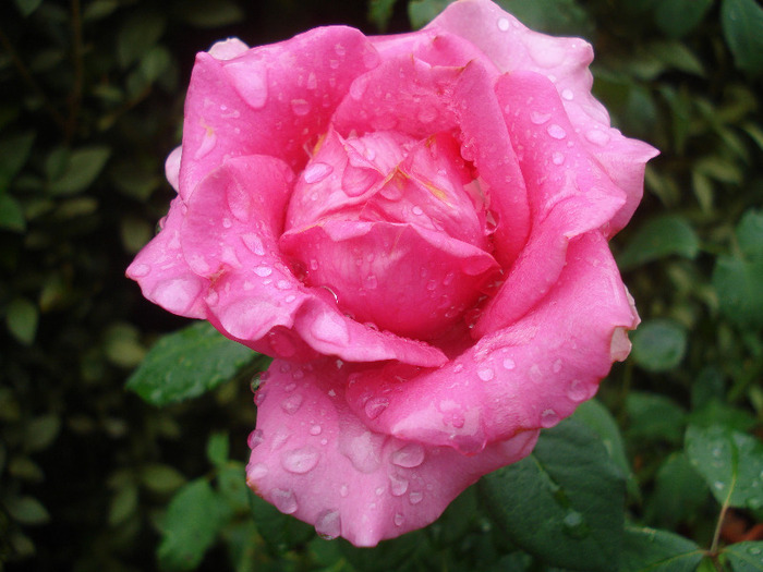 Rose Pink Peace (2011, August 11)