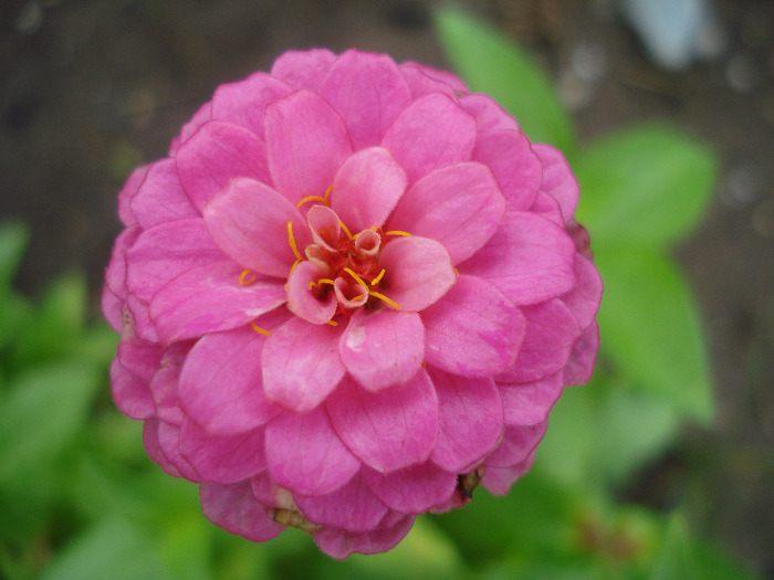 Zinnia elegans (2011, August 11)