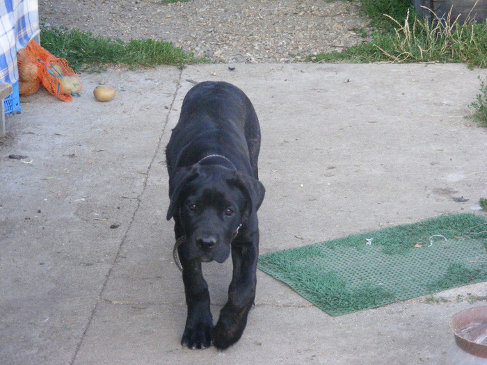 DSCF3226 - C Cane corso