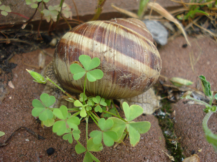 Garden Snail_Melc (2011, Aug.11) - 08 Garden in August