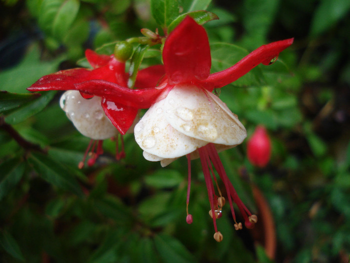 Fuchsia Red White (2011, August 11)