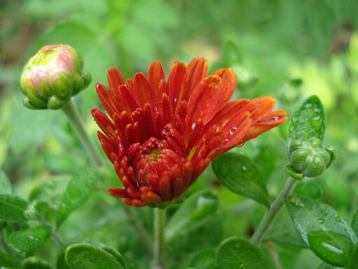 Red Chrysanthemum (2011, Aug.11) - Red Yellow Chrysanthemum