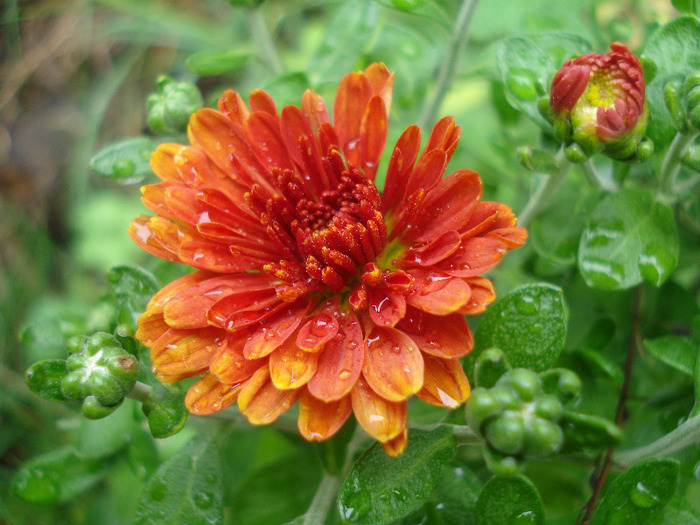 Red Chrysanthemum (2011, Aug.11)