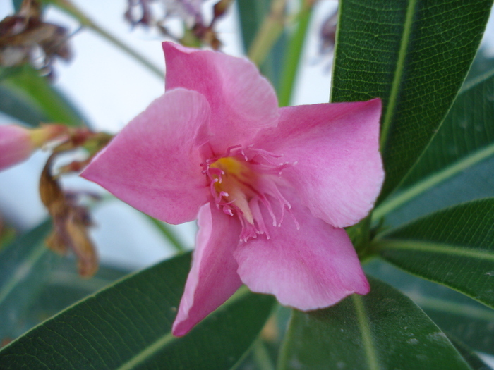 Pink Oleander (2010, August 28) - NERIUM Oleander