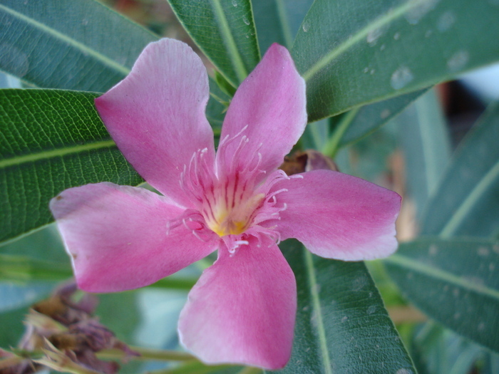 Pink Oleander (2010, August 28) - NERIUM Oleander