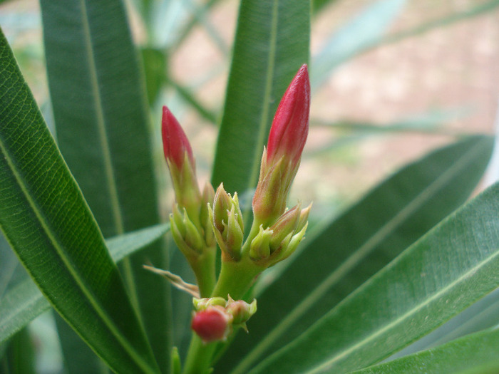 Nerium Oleander_Leandru (2011, Aug.11) - NERIUM Oleander