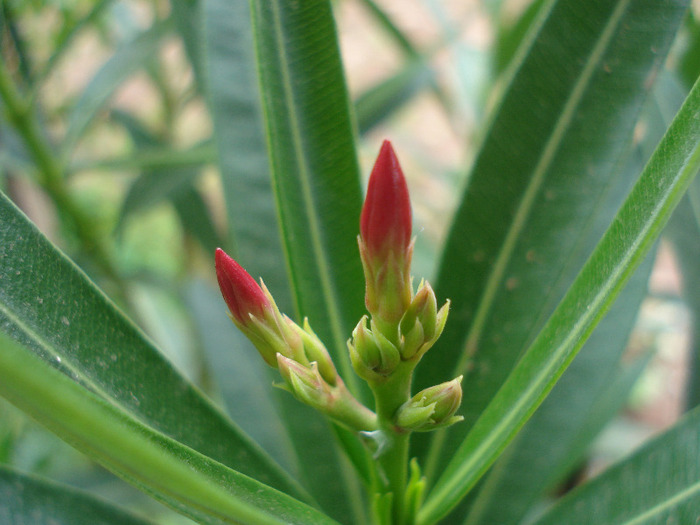 Nerium Oleander_Leandru (2011, Aug.11) - NERIUM Oleander