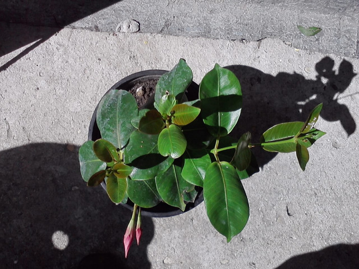 dipladenia roz - - dipladenia si streptosolen