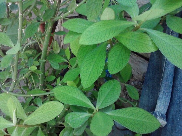 P120811_10.58_[02] - flori de interior