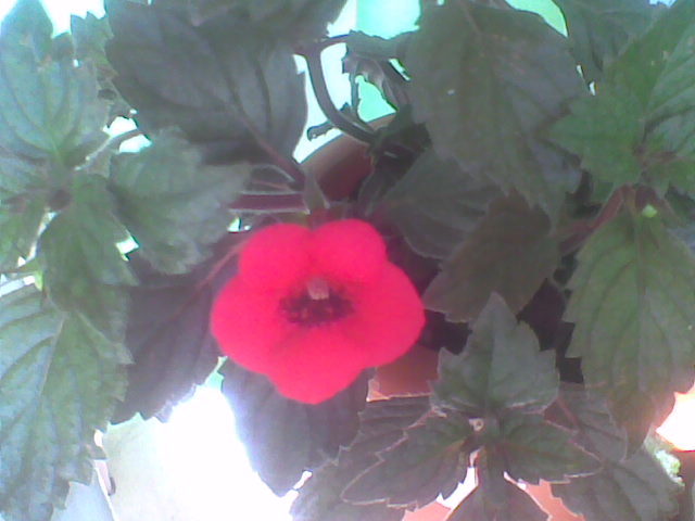 Imag034 - ACHIMENES 2011