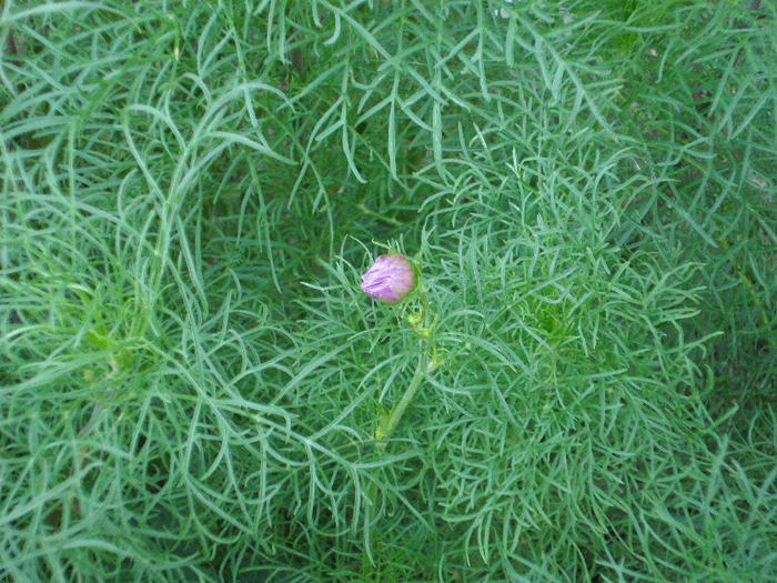 Cosmos bipinnatus (2007, August) - COSMOS Bipinnatus