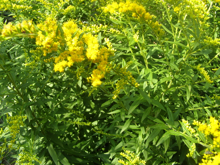 Solidago canadensis (dupa Happy) - Gradina 2011