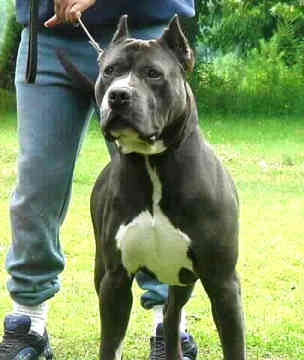 Cane Corso - Cane Corso