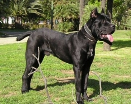 Cane Corso