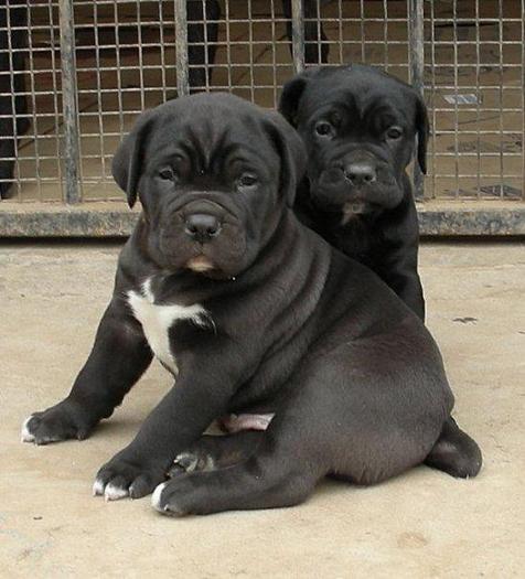 Cane Corso pui - Cane Corso