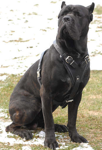 Cane Corso