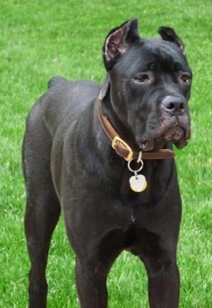 Cane Corso - Cane Corso