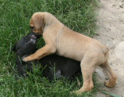 Cane Corso pui