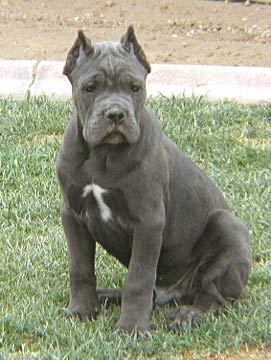 Cane Corso - Cane Corso