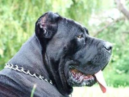 Cane Corso