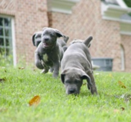 Cane Corso pui