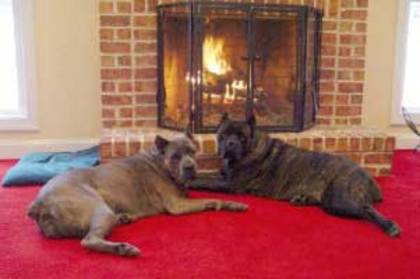 Cane Corso - Cane Corso