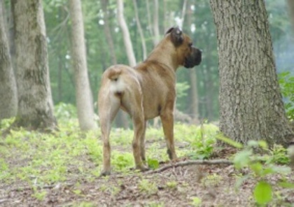 Cane Corso - Cane Corso