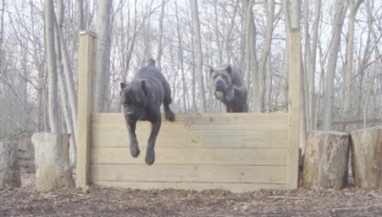 Cane Corso - Cane Corso