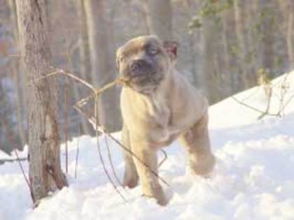 Cane Corso