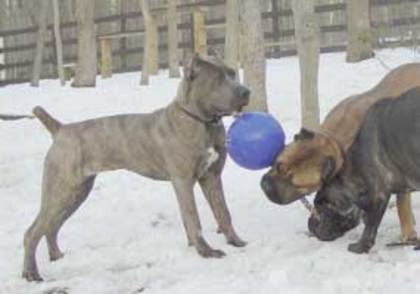 Cane Corso - Cane Corso