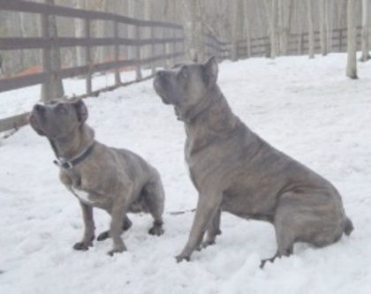 Cane Corso - Cane Corso